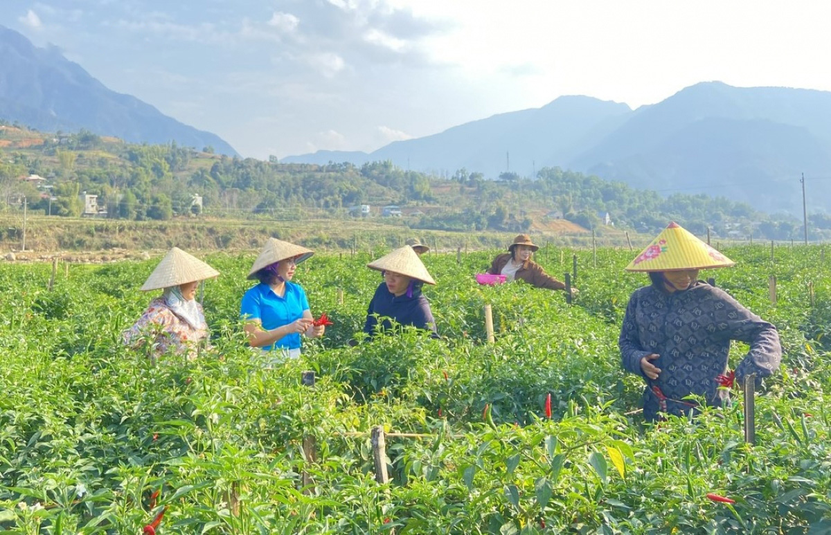 kinh te nong nghiep xanh - huong di hieu qua o than uyen hinh anh 2